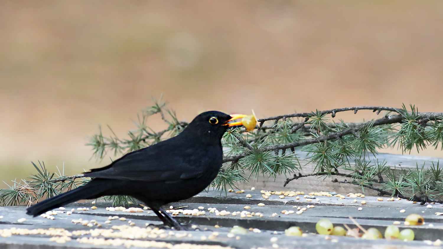 Eurasian Blackbird